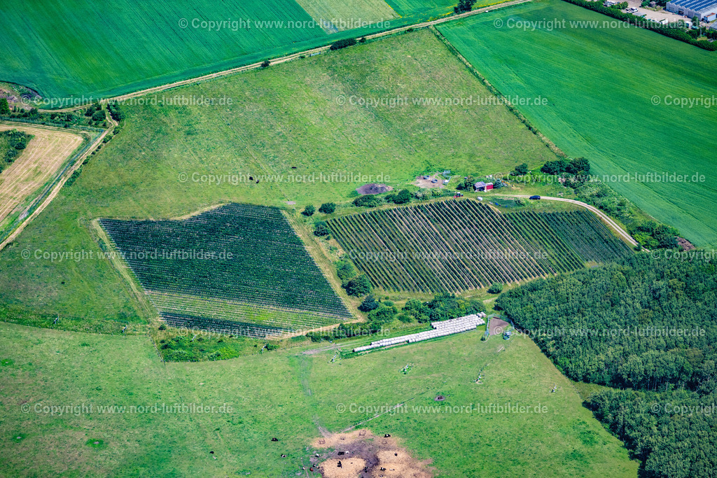 Sylt_Keitum_Sölviin_Sylter_Weinberg_ELS_0185210625 | SYLT 13.08.2025 Nörtlichstes Weinanbaugebiet " Sölviin " Keitum mit der Sorte Solaris auf der Insel Sylt im Bundesland Schleswig-Holstein, Deutschland. // Northernmost wine-growing region " Soelviin " Keitum with the variety Solaris on the island of Sylt in the federal state of Schleswig-Holstein, Germany. Foto: Martin Elsen