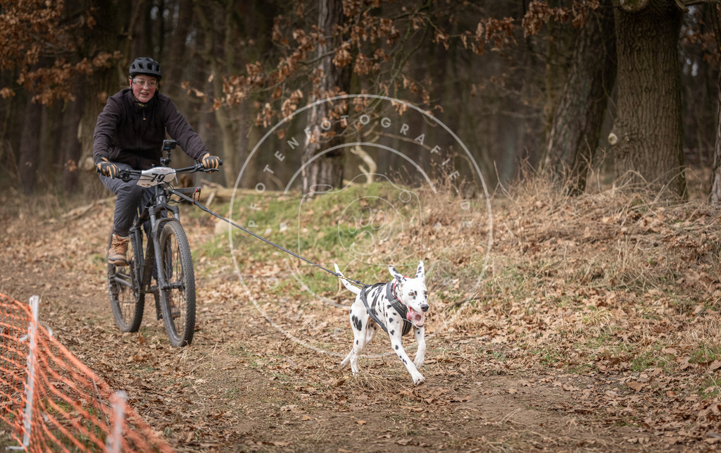 Pfotenfotografie_DV3A1960 | Hundefotografie, Tierfotograf, Pfotenfotografie, Fotoshooting Hund, Hunde Portrait, Hundesport, Hundeportraits, Heideshooting, Hunde, Sportfotograf, Hundefotograf, Turnierhundsport, THS,  - Realisiert mit Pictrs.com