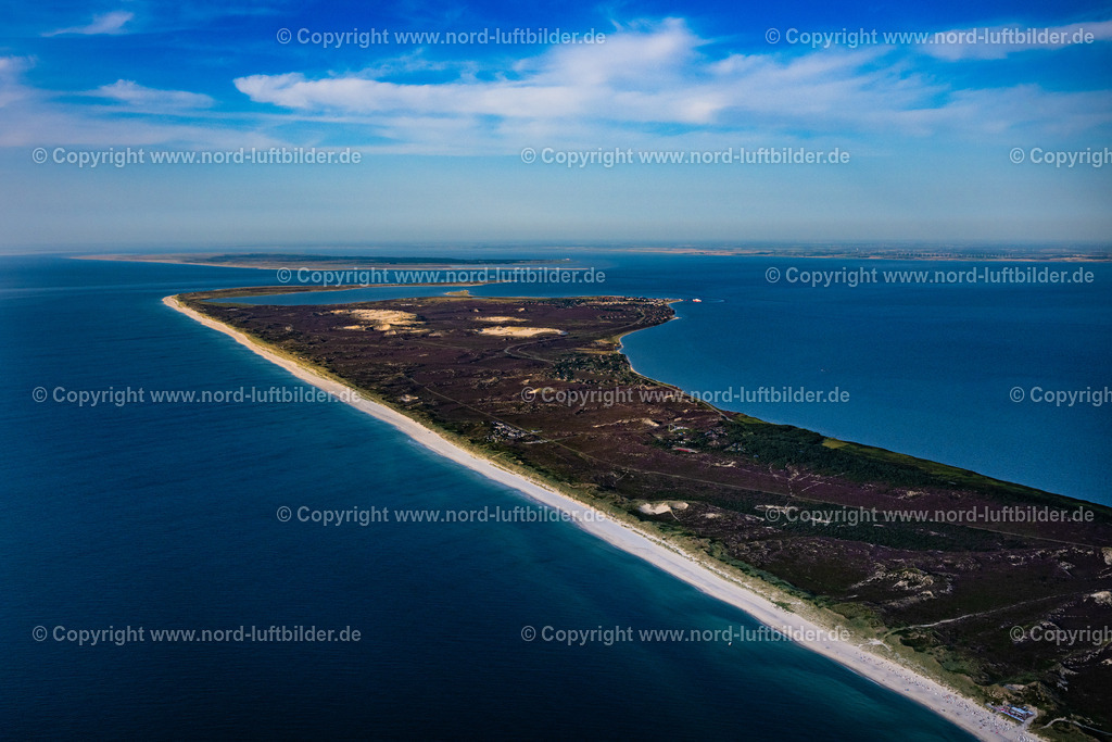 Sylt_List_Heide_Wanderdünen_ELS_1160130825 | LIST 13.08.2025 Küsten- Landschaft der Nordsee- Insel Sylt im Ortsteil Ellenbogen in List im Bundesland Schleswig-Holstein, Deutschland. // Coastal landscape of the North Sea island of Sylt in the Ellenbogen district of List in the federal state of Schleswig-Holstein, Germany. Foto: Martin Elsen