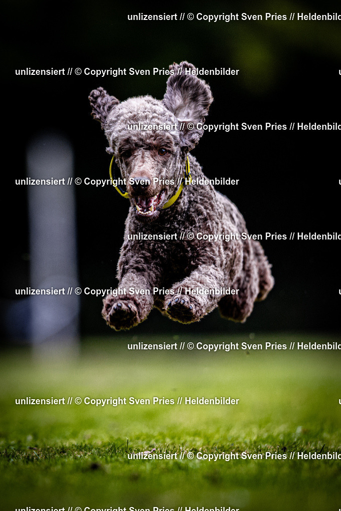 Sven Pries | 2025-10-03 - Hunderennen Obergrombach - Realisiert mit Pictrs.com