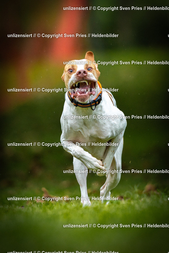 Sven Pries | 2025-09-21 - Hunderennen Baden-Oos - Realisiert mit Pictrs.com