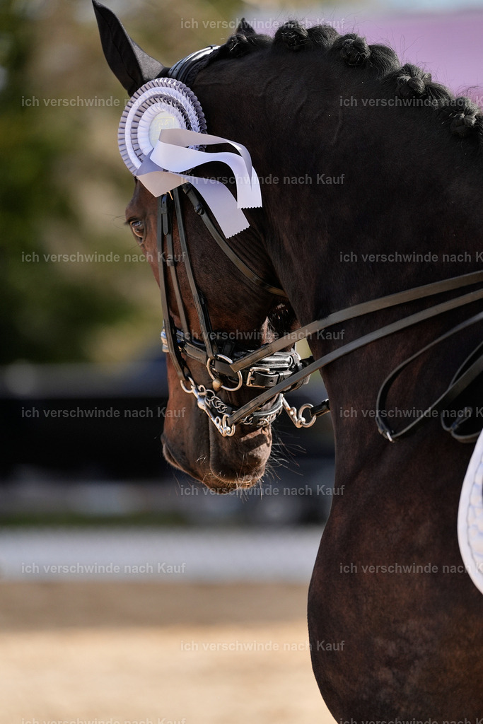 09_1-Siegerehrung-DRESSUR  S_  -StoibPH-5632 | working equitationturnier fotograf videograf stoibphotography marixx film working equitation deutschland reitsport turnierfotografie eventfotografie equestrian events