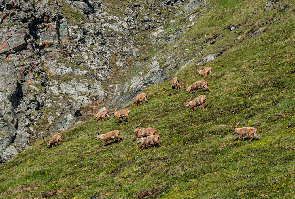 Wanderung zu den Steinböcken NPHT-2 | piet_flosse