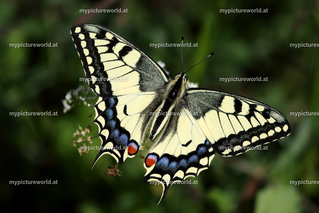 Papilio machaon-061 | Das Bilderarchiv über Tiere, Planzen und Landschaften. In der Bilddatenbank finden Sie ein große Auswahl an hochwertigen Bilder für Ihre Werbung - Realisiert mit Pictrs.com