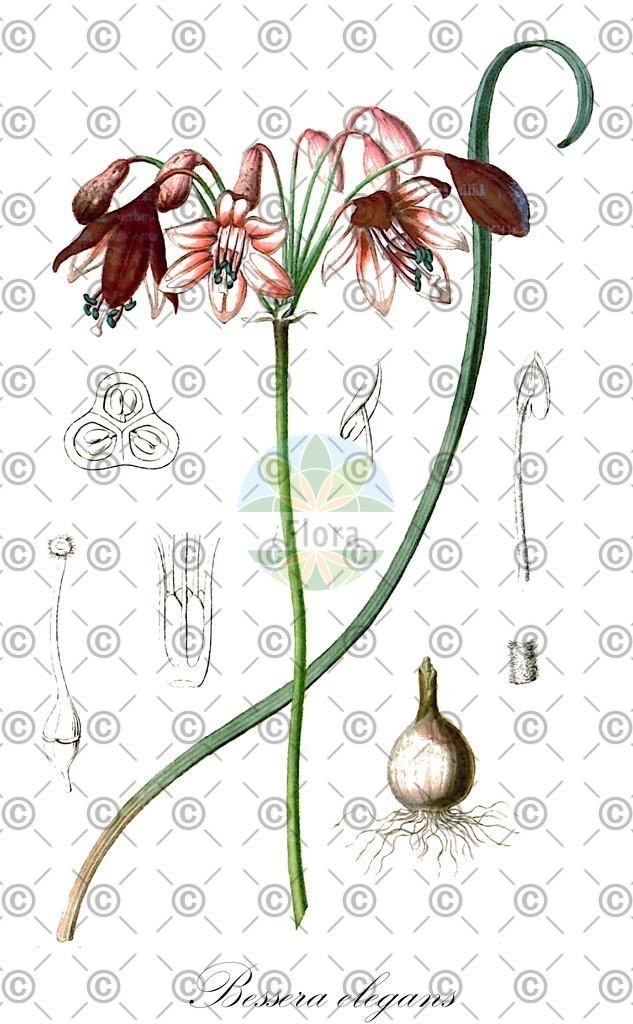 HistAbb_wfo-0001154597_1_ENZY_Simple | Historische Abbildung von Bessera elegans - Asparagaceae | Historical Illustration of Bessera elegans - Asparagaceae