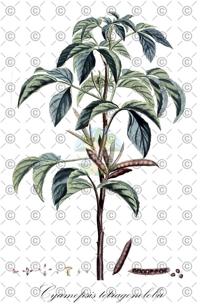 HistAbb_wfo-0000830788_1_ENZY_Simple | Historische Abbildung von Cyamopsis tetragonoloba - Fabaceae | Historical Illustration of Cyamopsis tetragonoloba - Fabaceae