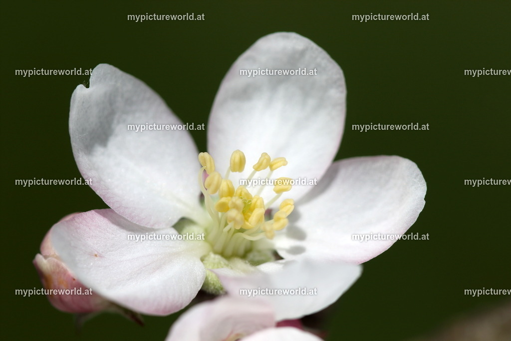 Kulturapfel-004 | Das Bilderarchiv über Tiere, Planzen und Landschaften. In der Bilddatenbank finden Sie ein große Auswahl an hochwertigen Bilder für Ihre Werbung - Realisiert mit Pictrs.com