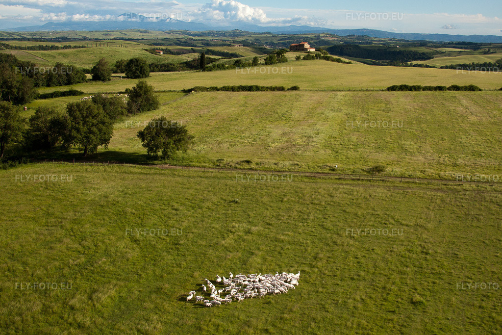 Vue aérienne: Structures herbeuses d'un pâturage avec un troupeau de moutons à Rapolano Terme à Asciano dans le département Siena, Italie. Photo: IMG_28434.jpg prise le 03/06/2010 par Werner Riehm/FLY-FOTO.eu – Résolution de l'original: 4521 x 3014 px