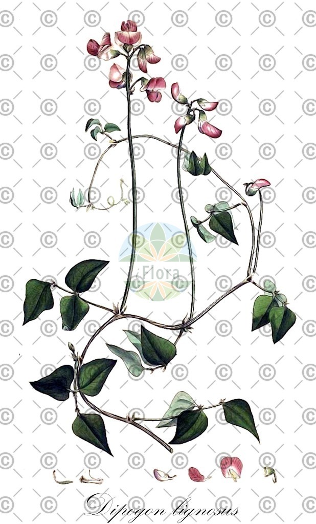 HistAbb_wfo-0000650980_1_ENZY_Simple | Historische Abbildung von Dipogon lignosus - Fabaceae | Historical Illustration of Dipogon lignosus - Fabaceae