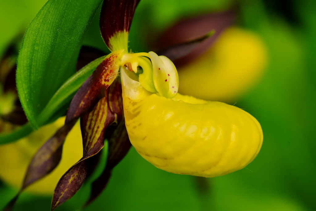 Frauenschuh | In diesem Shop werden vorwiegend künstlerisch hochstehende Aufnahmen aus dem Bereich der Naturfotografie zum Verkauf angeboten. - In this store mainly artistic high quality shots from the field of nature photography are offered for sale. - Realisiert mit Pictrs.com