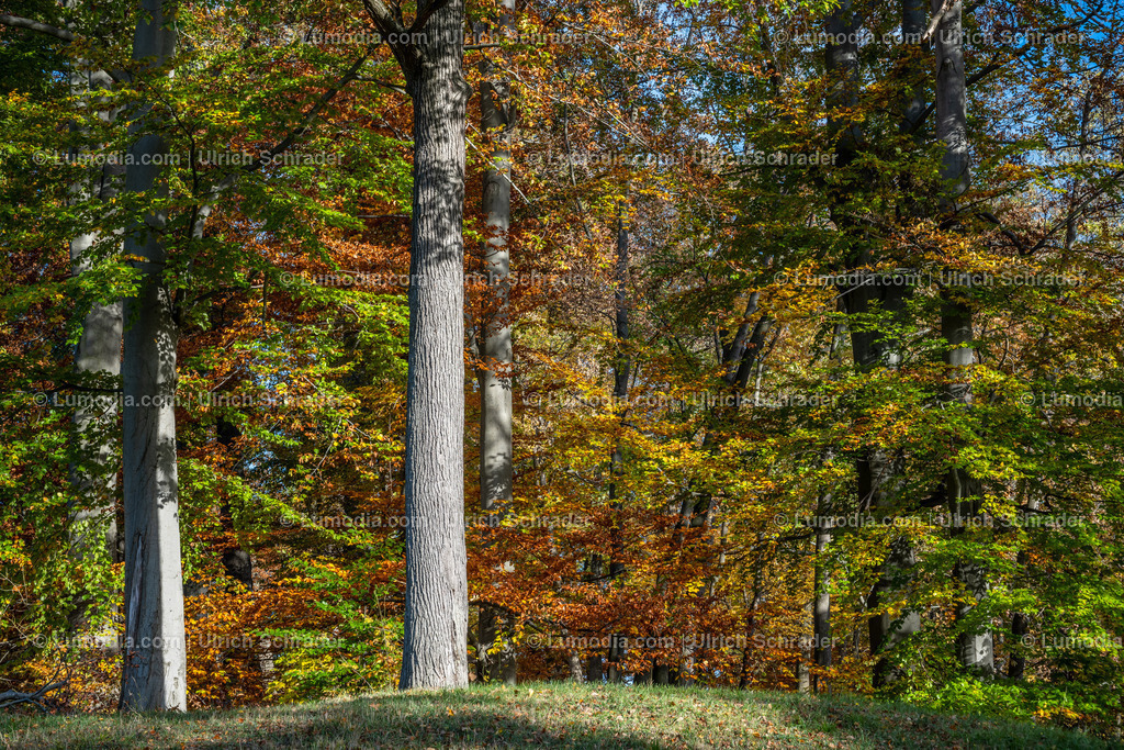 10049-12626 - Schloßpark Ilsenburg im Harz | Stockfoto und Bilderpool mit Bildmaterial aus Deutschland, dem Harz, Halberstadt, Quedlinburg, Wernigerode und weltweit. Qualitativ hochwertige und professionelle Fotos anschauen und kaufen. - Realisiert mit Pictrs.com