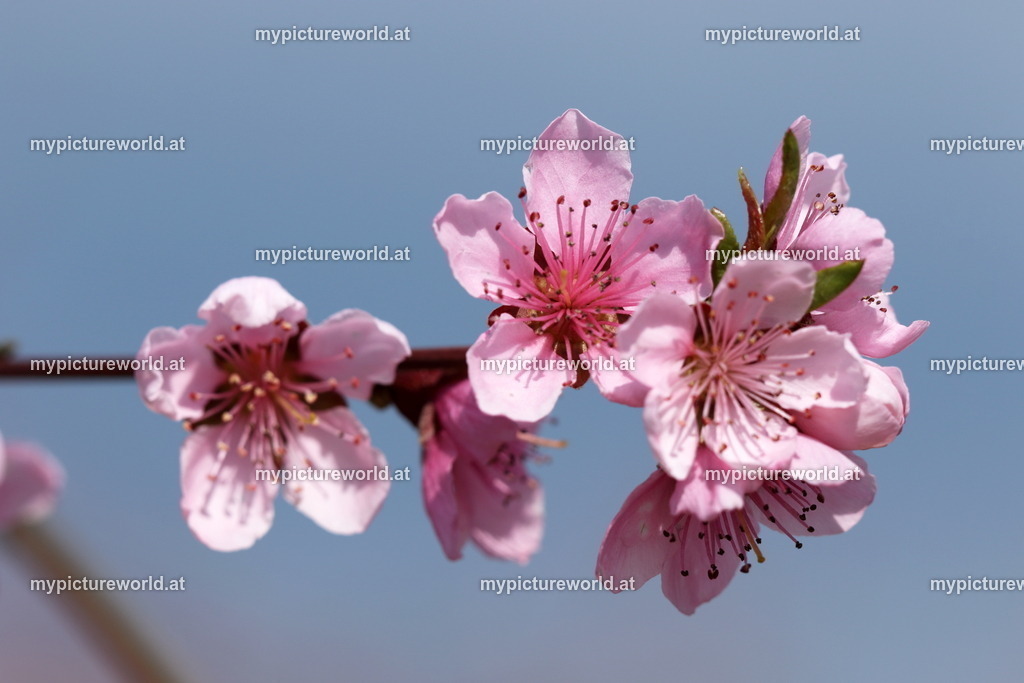 Pfirsich-007 | Das Bilderarchiv über Tiere, Planzen und Landschaften. In der Bilddatenbank finden Sie ein große Auswahl an hochwertigen Bilder für Ihre Werbung - Realized with Pictrs.com