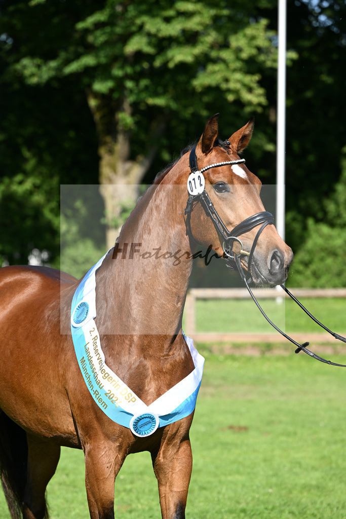 Kat-Nr. 72 Annie Sunshine v. Vaderland_Reglauer_23241581 | hf-fotografie - Realisiert mit Pictrs.com