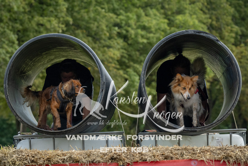 1043_ZZ93019 | kk-dogfotos