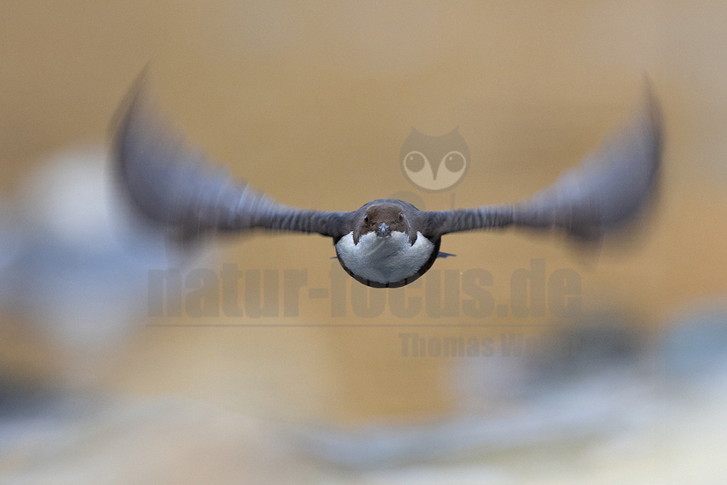 R6NF8799_20250322 | Die Wasseramsel ist stark an Gewässer gebunden und der einzige einheimische Singvogel, der tauchen und schwimmen kann. Ihr überwiegend braunes Gefieder ist sehr dicht und somit perfekt an die aquatische Lebensweise angepasst. Sie brütet vor allem in Mittel- bis Süddeutschland in der Nähe von geröllreichen, schnell fließenden Bächen und Flüssen im Wald- und Bergland.

 - Realisiert mit Pictrs.com