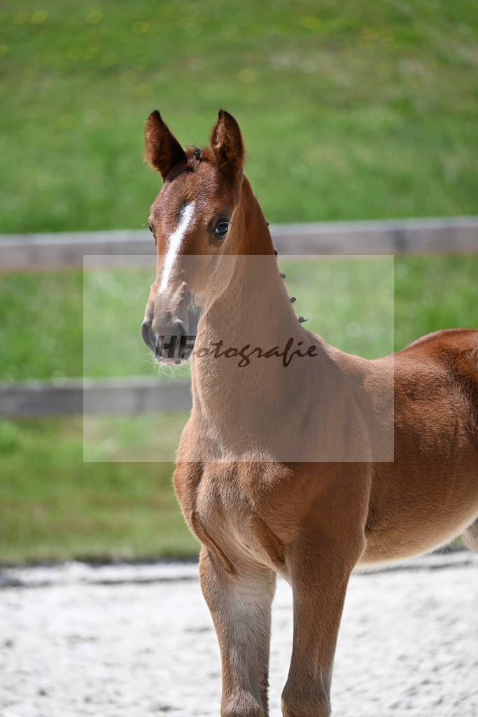 Kat-Nr. 28 Kassander vant Roosakker x Candyman_SF_Zitzelsberger_15250832 | hf-fotografie - Realizzato con Pictrs.com