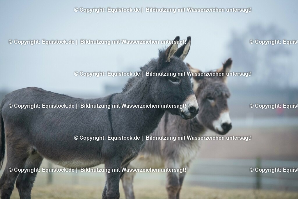 20150217_Esel_0010 | equistock