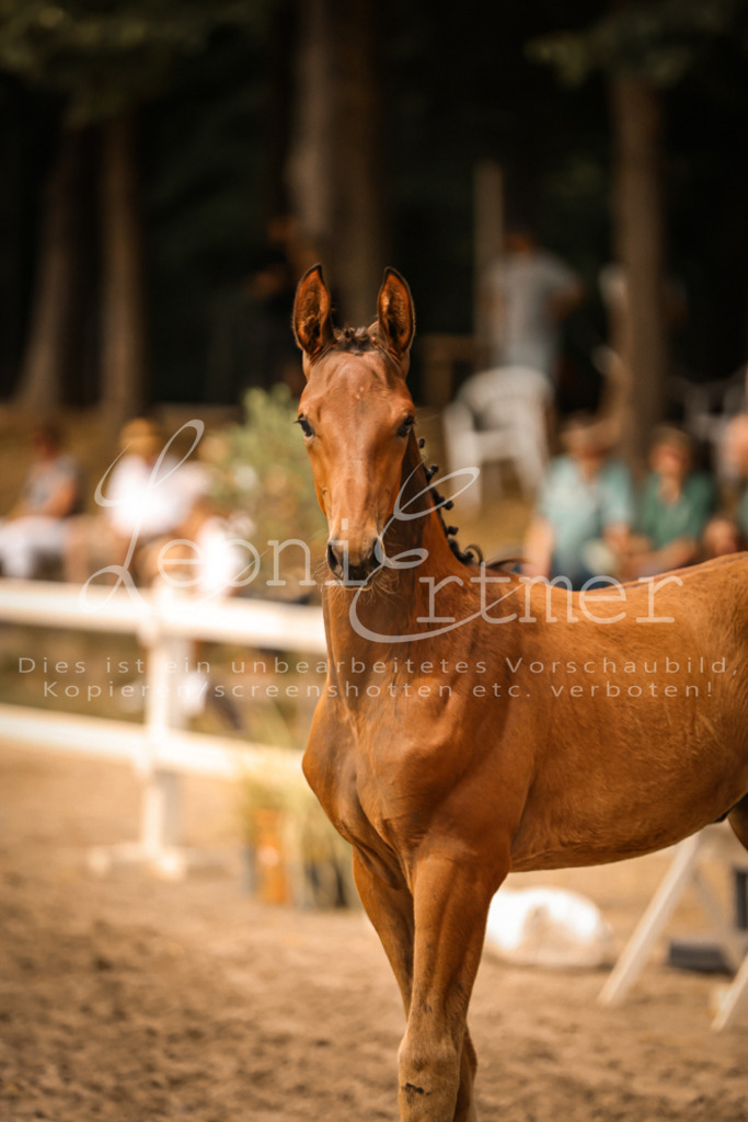 SaPA00184 | Leoni Ertmer Photography - Realisiert mit Pictrs.com