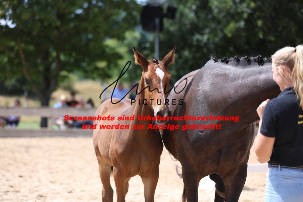 Fohlenschau_Schwäbisch_Hall_springbetonte_Fohlen_KN 39_10 | lmwpictures - Realisiert mit Pictrs.com