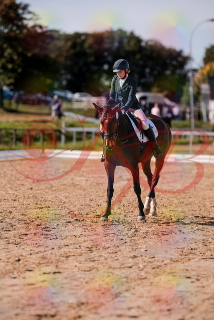 2026_10_03_Siefer-Hof_125856_Z81_49787119 | Professionelle Reitsport-, Turnier- und Eventfotografie von Robert Broda. Galerien mit ausgewählten und bearbeiteten Bildern direkt online ansehen und bestellen.