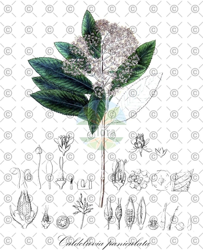 HistAbb_EMP_35608_SRC_Schlechtendal_FLORAD_SIMPLE | Historische Abbildung von Caldcluvia paniculata - Cunoniaceae | Historical Illustration of Caldcluvia paniculata - Cunoniaceae