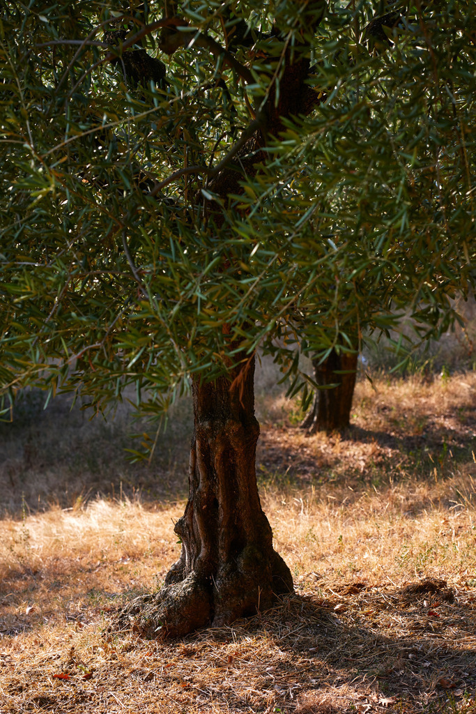 Olivenbaum in der Wiese | Italien - September 05, 2016: Olivenbaum in der Wiese. - Realisiert mit Pictrs.com