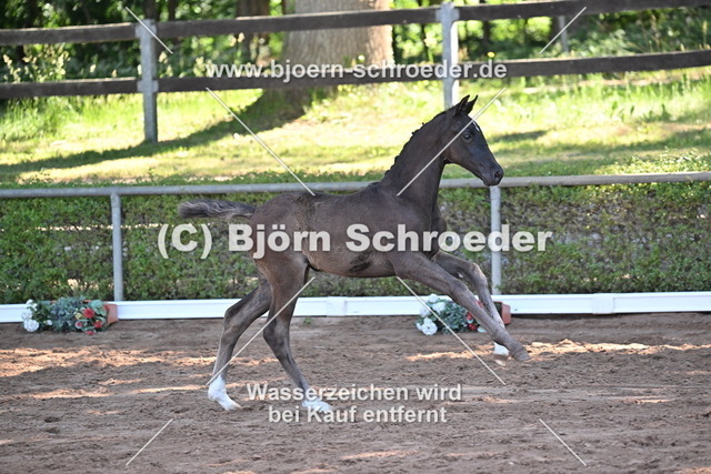 20_ Vivanero - Bretton Woods_758_8581 | Björn Schroeder Pferdefotografie