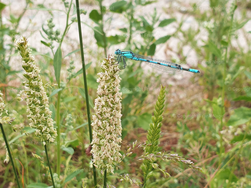Libelle - gemeine Becherjungfer | Die Gemeine Becherjungfer ist eine häufige und gut erkennbare Libellenart in Europa. Sie ist aufgrund ihrer lebhaften Farben und ihres Verhaltens eine beliebte Beobachtung für Naturliebhaber und Forscher. Die Aufnahme entstand  am Nonnensee im Bereich des Naturlehrpfades Nahe der Stadt Bergen auf Rügen - Realisiert mit Pictrs.com