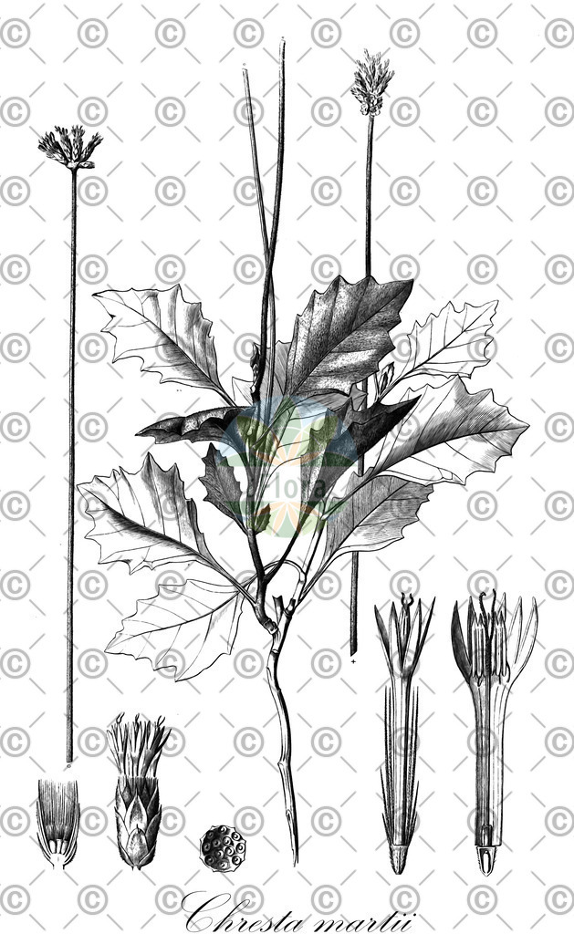 HistAbb_wfo-0001117730_1_ENZY_Simple | Historische Abbildung von Chresta martii - Asteraceae | Historical Illustration of Chresta martii - Asteraceae