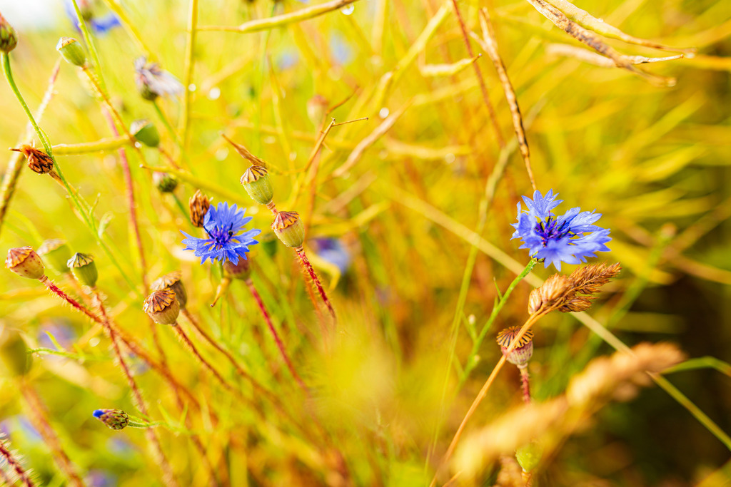 2015_07_08_DSC6963 | Hochwertig gedruckte Fotografien für die Wand, als Kalender und zum Verschenken. Hamburg & Norddeutschland und überall wo ich mit der Kamera unterwegs war.