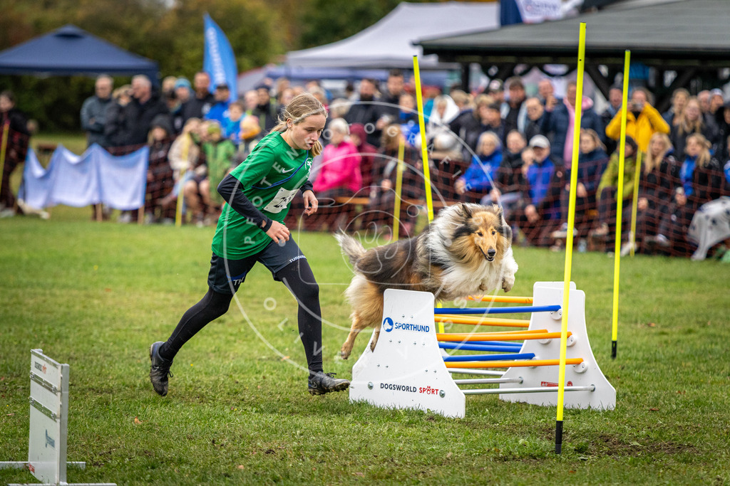 Pfotenfotografie_DV3A0722 | Hundefotografie, Tierfotograf, Pfotenfotografie, Fotoshooting Hund, Hunde Portrait, Hundesport, Hundeportraits, Heideshooting, Hunde, Sportfotograf, Hundefotograf, Turnierhundsport, THS,  - Realisiert mit Pictrs.com
