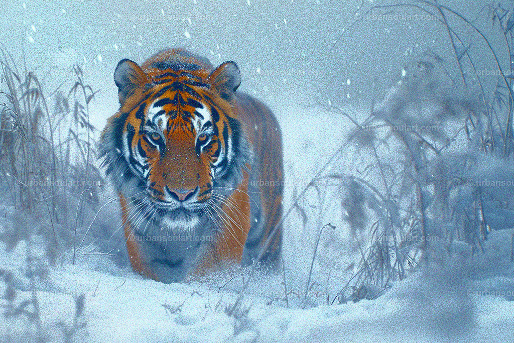 Tiger Walking Through The Snow | This powerful image of a tiger making its way through the snowy wilderness captures the raw beauty and strength of the wild. Perfect for those who appreciate wildlife art, it adds a dramatic and majestic touch to any space. - Realisiert mit Pictrs.com