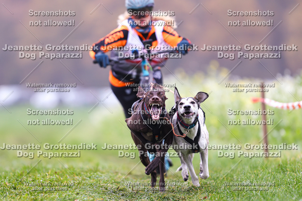 Dog Paparazzi - Visbeck 25 -53 | Dog Paparazzi Jeanette Grottendiek Fotografie & Videografie - Realisiert mit Pictrs.com