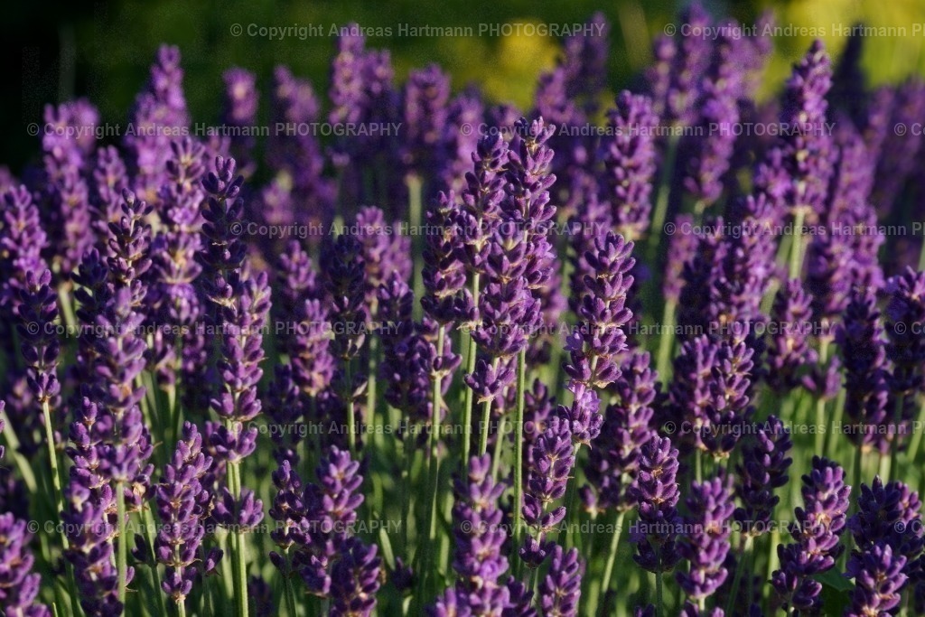 Lavendelbeet | Lavendelbeet - Realisiert mit Pictrs.com