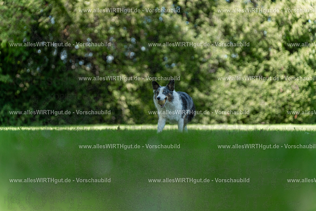 Hundeschwimmen_Volksbad_2026-allesWIRTHgut_Tierfotografie-2609061323-7R500720 | Professionelle Tierfotografie in Mönchengladbach von Daniel Wirth (allesWIRTHgut). Liebevolle & natürliche Bilder von Hunden & Katzen für unvergessliche Erinnerungen.