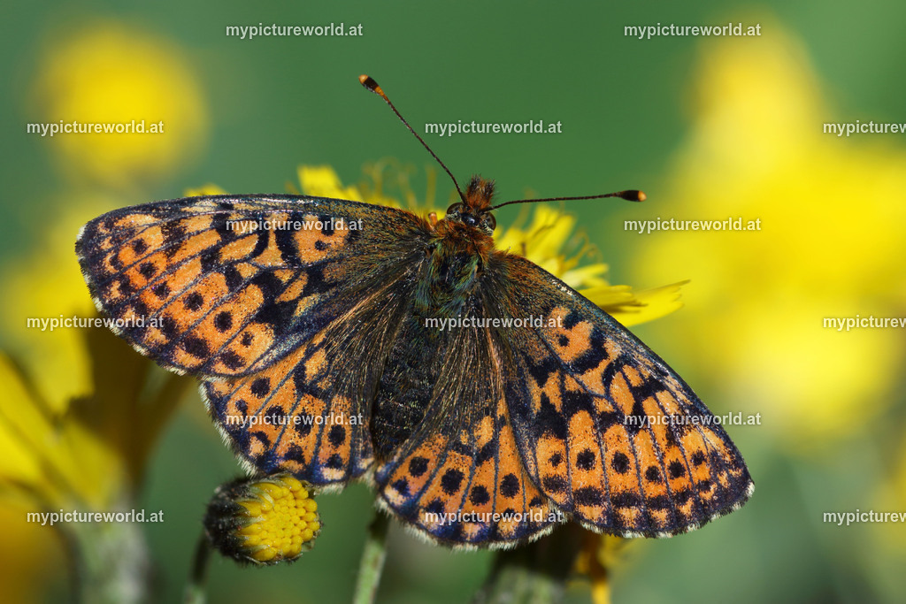 Boloria aquilonaris-004 | Das Bilderarchiv über Tiere, Planzen und Landschaften. In der Bilddatenbank finden Sie ein große Auswahl an hochwertigen Bilder für Ihre Werbung - Realisiert mit Pictrs.com
