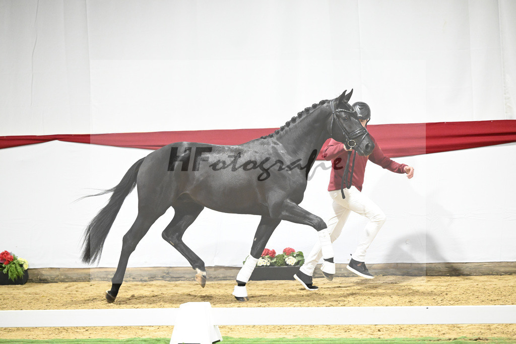 Kat-Nr. 12 v. Toto jr._Stal Brinkman_63220405 | hf-fotografie - Realizzato con Pictrs.com
