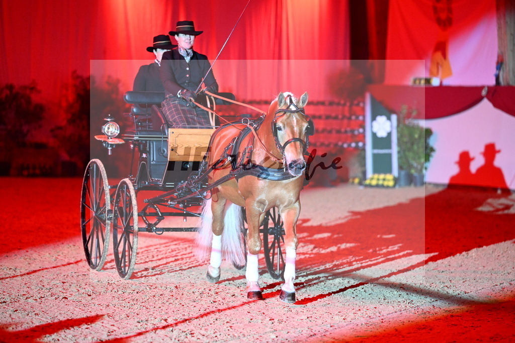 DSP_Avici_As_Karosser_2254552 | hf-fotografie - Realisiert mit Pictrs.com
