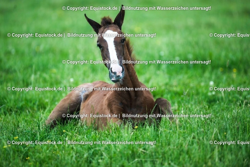 20210617_Fohlen_0377 | Foto: Thomas Hartig