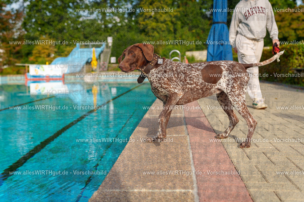Hundeschwimmen_Grefrath_2026-allesWIRTHgut_Tierfotografie-09_00-7R502058 | Professionelle Tierfotografie in Mönchengladbach von Daniel Wirth (allesWIRTHgut). Liebevolle & natürliche Bilder von Hunden & Katzen für unvergessliche Erinnerungen.