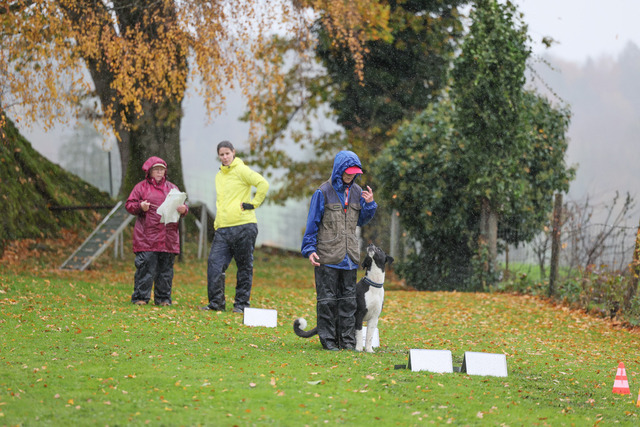 2025_Rally_Obedience_SM-154 | Ich fotografiere Hundeausstellungen, Sportanlässe, Zuchtstätten, Hundezucht, Hundeportrait, Lagotto - Realisiert mit Pictrs.com