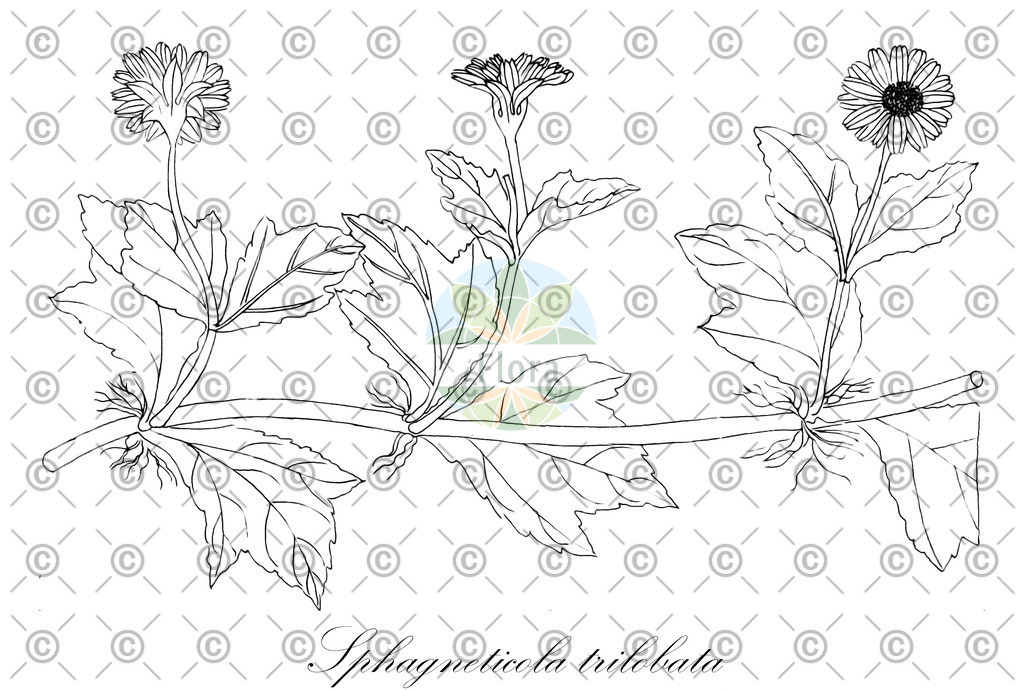 HistAbb_wfo-0000502250_1_ENZY_Simple | Historische Abbildung von Sphagneticola trilobata - Asteraceae | Historical Illustration of Sphagneticola trilobata - Asteraceae