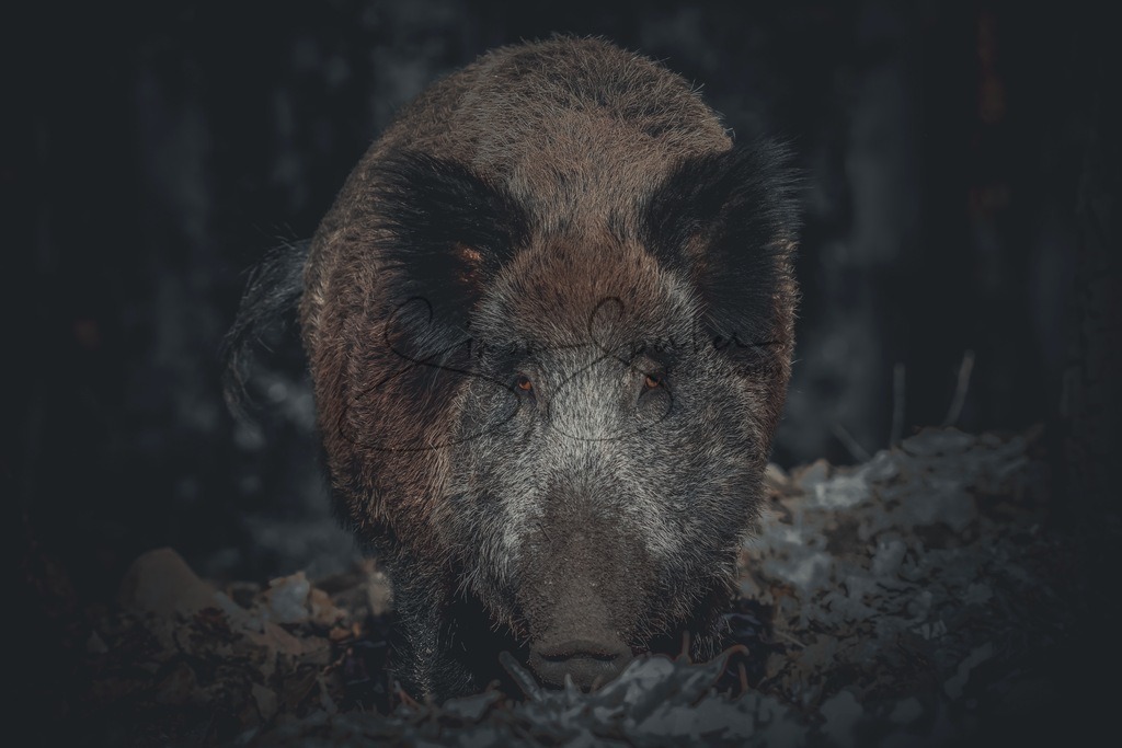 Wildschwein  | Simone Sperber, svb-photography,Fotografin,Bilddesignerin,Naturfotografie,Macrofotografie,Tierfotografie,Wildtierfotografie,Ausstellungen,Auftragsfotografie,Kunst,Art,Photographer,Shootings,Bildberatbeitung,Galerie,Shop