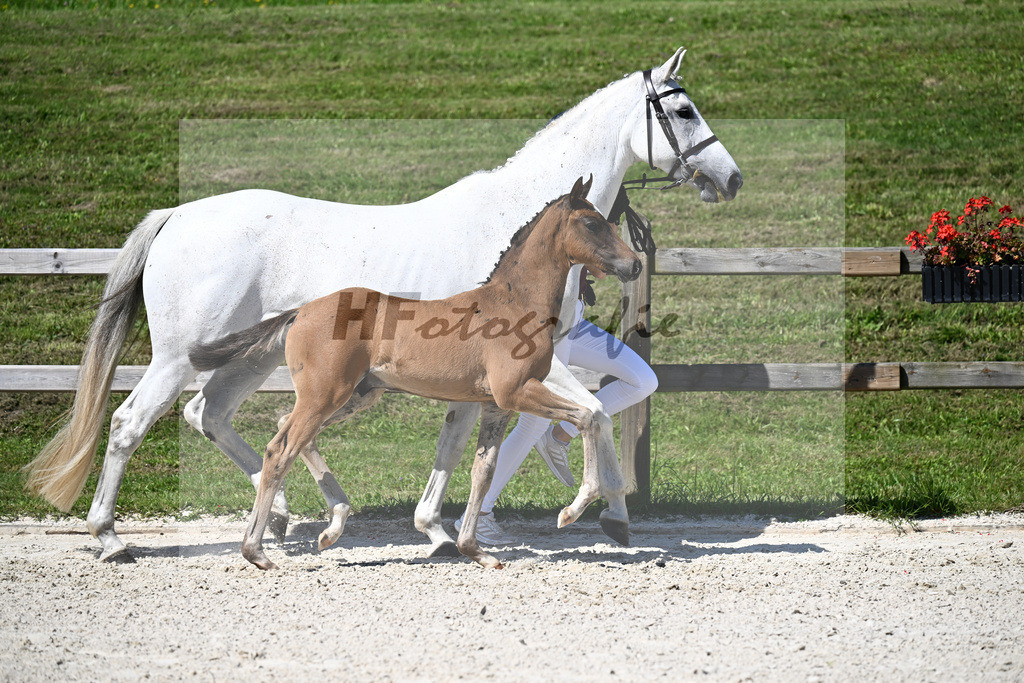 Kat-Nr. 10 Conthargos x Mylord Carthago_HF_Zuchthof Meindl_24250212 | hf-fotografie - Realizzato con Pictrs.com