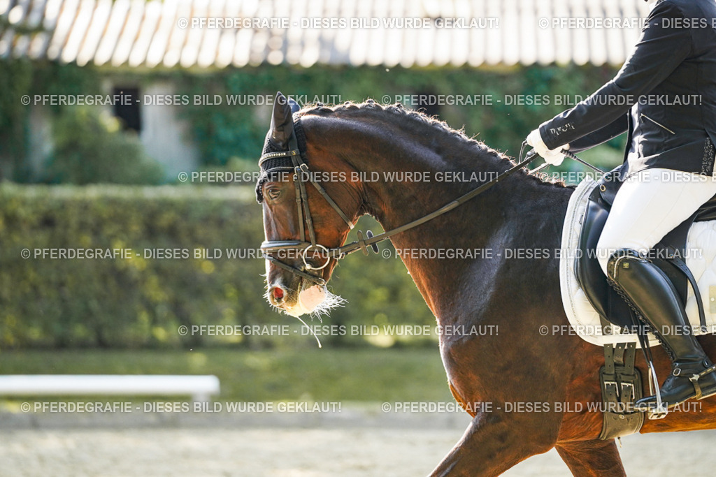 DSC06407 | Pferdegrafie