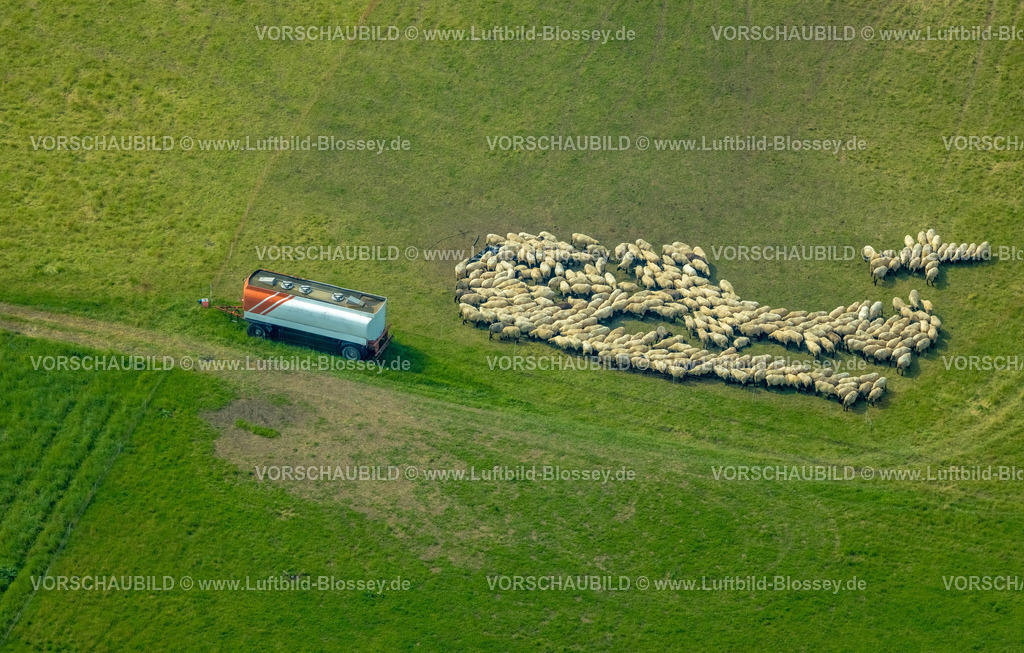 Froendenberg230901912 | Luftbild, Grasende Schafe auf einer Wiese, Bösperde, Menden, Ruhrgebiet, Nordrhein-Westfalen, Deutschland