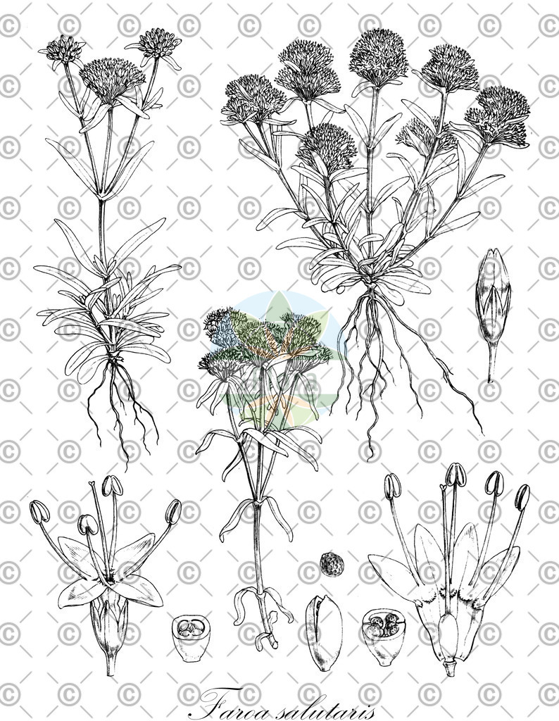 HistAbb_wfo-0000417630_1_ENZY_Simple | Historische Abbildung von Faroa salutaris - Gentianaceae | Historical Illustration of Faroa salutaris - Gentianaceae