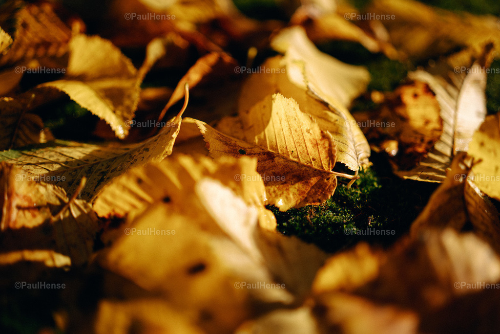 20221020_PaulHense_S0017_DSC00048 | paulhense - Realisiert mit Pictrs.com