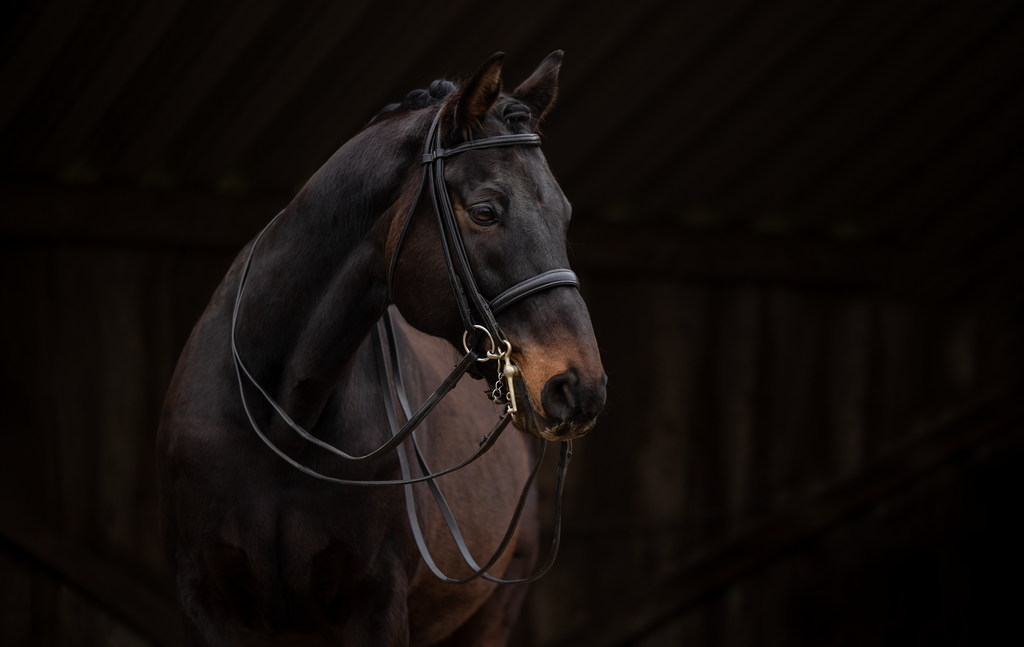 Ramiro_1 | Emotionale Pferde- & People-Fotografie rund um Heidelberg, Leimen & Umgebung. Natürliche Fotos von Pferd, Mensch & Familie. Jetzt Termin sichern!