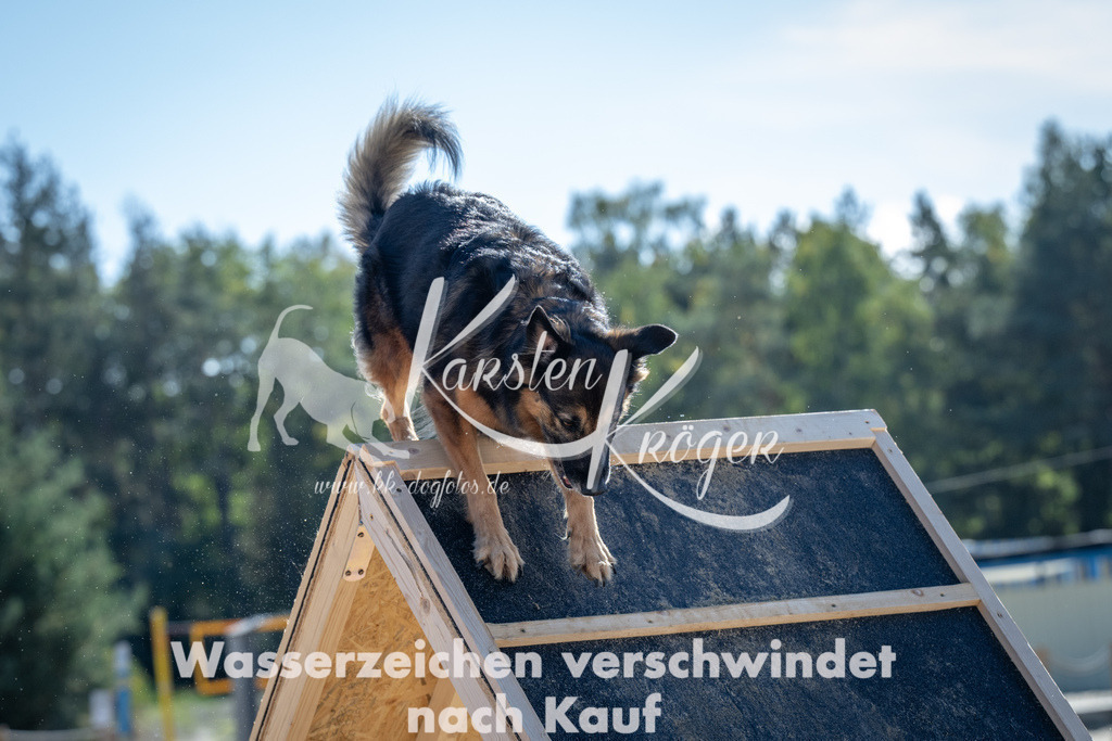 1154_ZZ92381-2 | kk-dogfotos